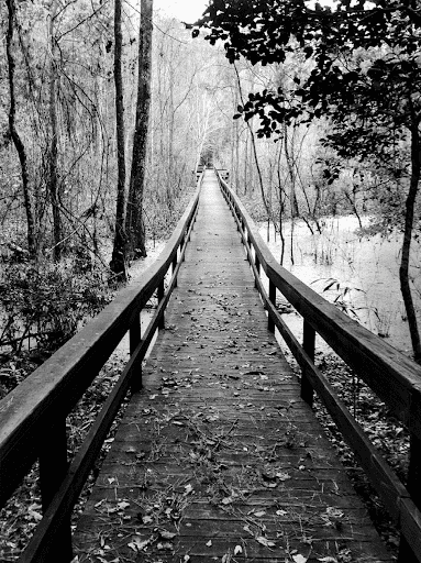Black and white forest walkway